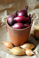 'Red Baron' Onion sets in tiny vintage terracotta pot on cumpled brown paper with 'Turbo' white Onion sets in front