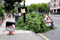 Tree cutting and maintenance in an urban street, Highbury, London Borough of Islington, UK