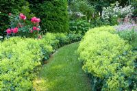 Borders of Alchemilla mollis, Rosa 'Rosarium Uetersen', and hedge of Taxus baccata with lawned path