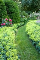 Borders of Alchemilla mollis, Rosa 'Rosarium Uetersen', and hedge of Taxus baccata with lawned path

