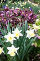 Narcissus 'Mount Hood' and Helleborus orientalis