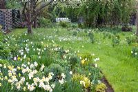 Narcissus 'Geranium', Narcissus 'Barrett Browning', Tulipa 'Maureen', flower meadow