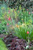 Tulipa 'Avignon', Primula elatior, Euphorbia amygdaloides 'Purpurea', Heuchera micrantha 'Rachel'