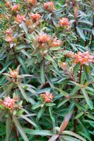 Euphorbia griffithii 'Dixter'