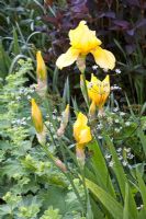 Iris barbata-elatior 'Goldfackel', Anthriscus sylvestris 'Ravenswing', Alchemilla mollis