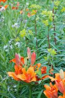 Euphorbia cornigera 'Golderner Turm', Amsonia tabernaemontana and  Lilium 'Orange Triumph'