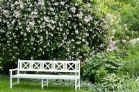 White wooden bench with Hosta undulata 'Univittata', Stachys byzantina 'Silver Carpet', Rosa 'Paul's Himalayan Musk'
