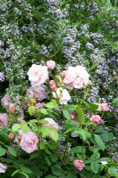 Rosa 'Fitz Nobis', Buddleja alternifolia