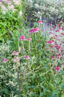 Artemisia lactiflora, Echinacea purpurea 'Pink Double Delight', Lychnis coronaria, Veronicastrum virginicum album, Cimicfuga simplex 'Brunette'