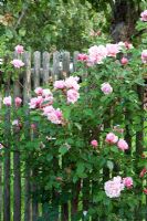 Rosa 'Albertine' on fence