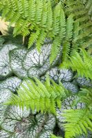 Brunnera macrophylla 'Jack Frost' with fern