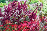 Plectranthus scutellarioides 'Wizard Velvet Red', Amaranthus caudatus 'Oeschberg', Dianthus chinensis 'Dinera Crimson'