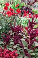 Plectranthus scutellarioides 'Wizard Velvet Red', Amaranthus caudatus 'Oeschberg', Dahlia cultivar 'Bishop of Llandaff'