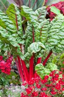 Beta vulgaris var. cicla 'Rhubarb Chard', Dianthus chinensis 'Dinera Crimson'