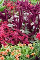Plectranthus scutellarioides 'Wizard Velvet Red', Amaranthus caudatus 'Oeschberg', Zinnia angustifolia 'Profusion Apricot' 