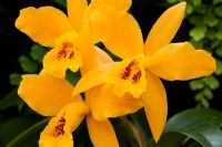 x Laeliocattleya Gold Digger g 'Orchid Glades Mandarin'