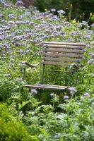 Chair in meadow of Phacelia tanacetifolia 
