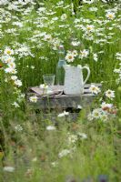Old wine box turned over to make a table with jug of Daisies and bottle and glass surrounded by Meadow of Leucanthemum vulgare - Daisies