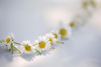 Daisy chain on a white surface in dappled sunlight