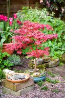 Red acer growing in a bonsai pot - 35 Heyes Lane