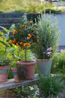 Fortunella japonica - Kumquat, Lavandula dentata, Thymus vulgaris, Thulbaghia and Ficus carica in pots