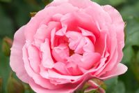 Rosa Halcyon Days Rose 'Korparesni'