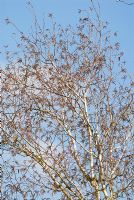 Betula utilis var. jacquemontii 'Silver Shadow' with catkins in early spring
