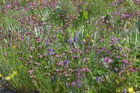 North American perennial prairie meadow, RHS Gardens Wisley with Dianthus carthusianorum, Echinacea, Oenothera tetragona, Penstemon