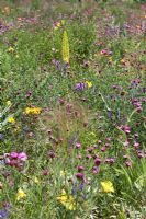 North American perennial prairie meadow, RHS Gardens Wisley. Includes Eremurus, Dianthus carthusianorum, Oenothera, Stipa tenuissima, Echinacea