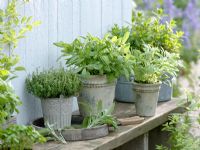 Thymus vulgaris, Salvia officinalis in pots and containers