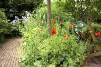 Lady's mantle and poppies in summer garden
