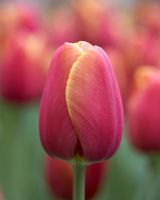 Tulipa 'Hunter'