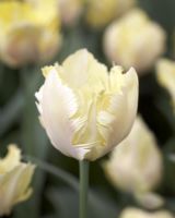 Tulipa 'Creme Lizzard'