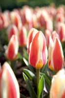 Tulipa 'Authority'