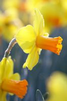 Narcissus 'Glen Clova'