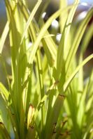 Carex pendula 'Moonraker'