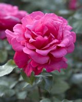 Rosa 'Mullard Jubilee'