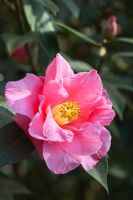 Camellia reticulata x williamsii 'Leonard Messel' 