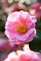 Camellia japonica x cuspidata 'Cornish Spring'