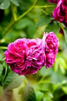 Rosa 'Belle de Crecy' - Kiftsgate Court Garden, Chipping Campden, Gloucestershire, UK