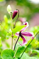 Clematis 'Etoile Rose' - Kiftsgate Court Garden, Chipping Campden, Gloucestershire, UK