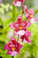 Odontioda 'Red Beauty' - Moist temperate zone. RHS Wisley Garden. UK