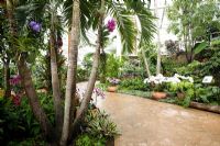 Adonidia merillii, Tropical Zone glasshouse.  RHS Wisley Garden. UK