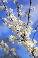 Prunus insititia 'Merryweather Damson' in early April