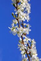 Blossom of Prunus insititia 'Merryweather Damson' in early April