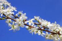 Prunus insititia 'Merryweather Damson' in early April
