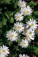 Anemone blanda 'White Splendour' - Windflower