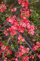 Chaenomeles x superba 'Pink Lady' - Flowering Quince, Japanese Quince
 