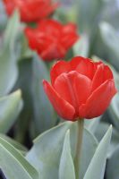 Tulipa 'Carlton', April 