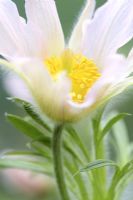 Pulsatilla vulgaris 'Pearl Bells', Perlen Glocke, April - Pasque Flower 